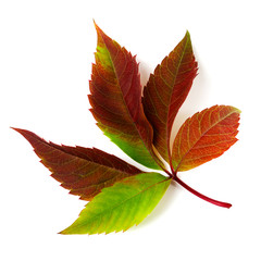 Multicolor autumn grapes leaves