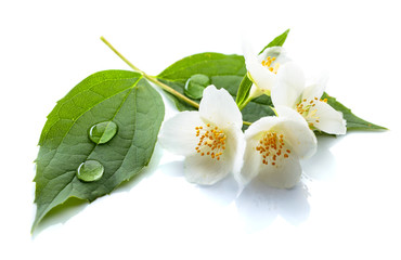 Branch of blooming jasmine on white background.