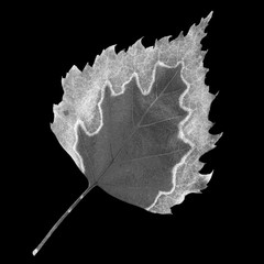 Fallen leaf of birch on black. Negative picture.