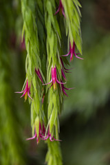 Flowers of epiphytic Ceratostema plant