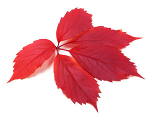 Red autumn virginia creeper leaf