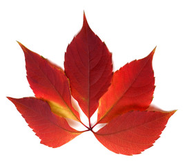 Autumn red leaf