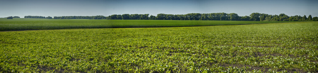 Fototapeta na wymiar panorama of two fields of wheat and rape