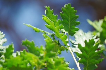 Grüne Eichenblätter vor tiefblauem Himmel