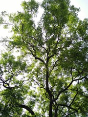 Fototapeta premium A tall green tree, detailed background image