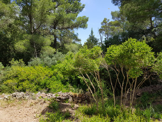 Fototapeta premium Paesaggio di Sardegna