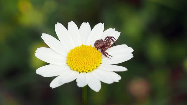Crab spider ( Xysticus cristatus ) waiting for prey on ox-eye daisy ( Leucanthemum vulgare )