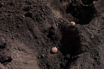 Spring, agriculture. Planting potatoes into the ground.