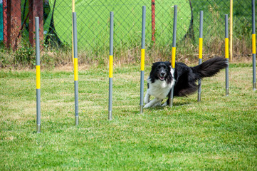 Border Collie on agility field for dogs,  training and competing,  jumping over obstacles, ...