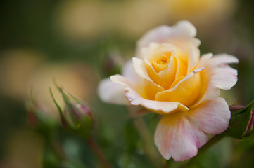 Phote of an apricot colored rose