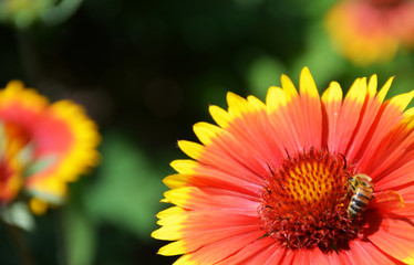 Red flower with yellow border