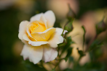 Phote of an yellow colored rose