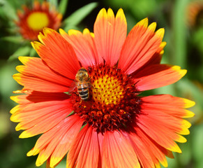 Red flower with a yellow border on which sits a bee