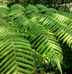 NZ ferns