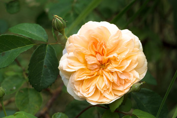 port sunlight,  beautiful english rose with an apricot orange flower, musk hybrid bred by David...