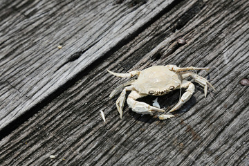 Dried Crab on Wood Surface