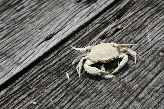 Dried Crab on Wood Surface