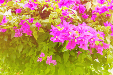 bougainvillea flower purple with green leaves beautiful in the garden. with copy space add text