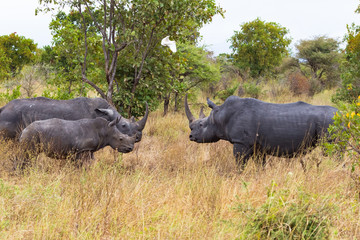 Obraz premium Family of white rhinoceroses in the savanna. Kenya, Africa