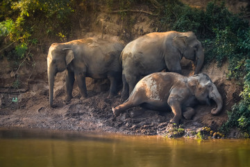 Asian elephant herd relaxing along the river in Thailand