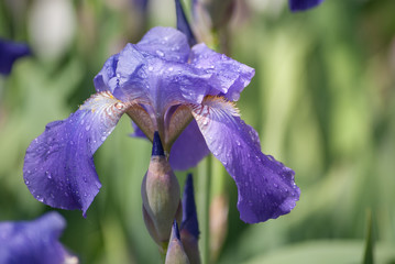 Fototapete bei efototapeten.de bestellen   