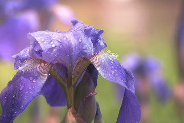 Spring flowering of iris in rain drops close-up