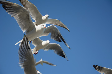 Flying seagulls in the sky, Kaliningrad.