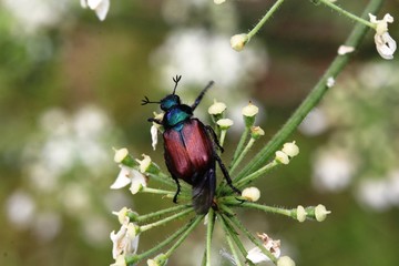 insecte sur une fleur ombellifère