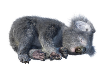 Obraz premium 3D renderowania Miś Koala na białym tle