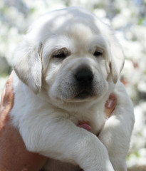 a little cute labrador puppy in the park in spring