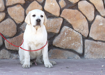 a yellow labrador in the park