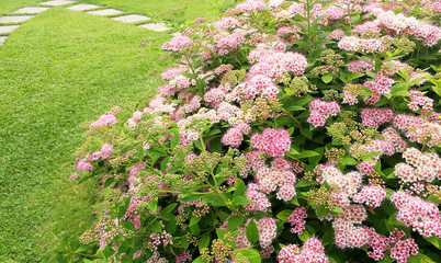 Schafgarbenstauden im Gartenbereich  © stockpics