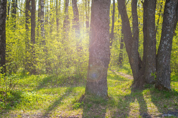 trees in the forest in the evening
