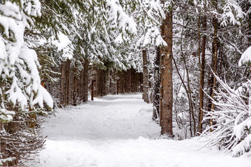 Footpath in pine winter wood