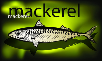 Mackerel