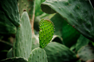 Big cactus leaf with the new leaf on it on the background of large cactuses