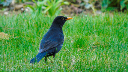 Blackbird