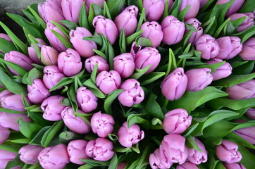 Fototapeta premium Purpurowi kwiaty w garnku przeciw ciemnemu ulicznemu makro- tłu