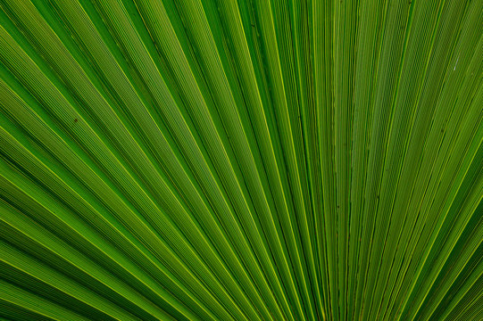 Abstract image of a green palm leaf
