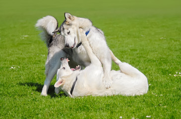 Obraz premium Alaskan Malamute and White Swiss Shepherd playing together