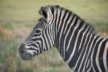 Fototapeta na wymiar Portrait of a beautiful zebra on a meadow in South Africa