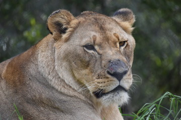Fototapeta na wymiar Beautiful portrait of a big female lion in South Africa