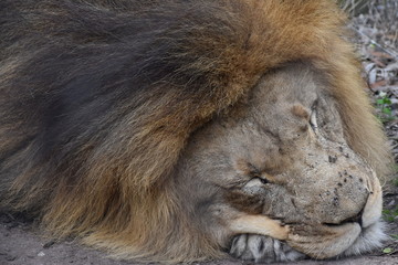 Beautiful portrait of a big  brown sleeping lion in South Africa