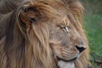 Beautiful portrait of a big lion in South Africa