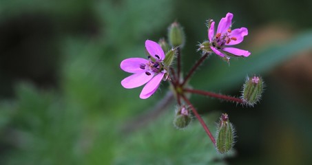 petite fleur rose des champs