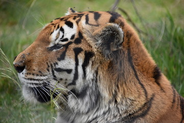 Portrait of a beautiful Sibirian Tiger in South Africa