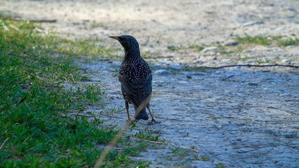 Starling