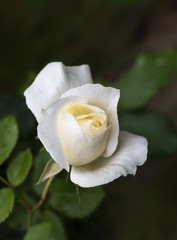 beautiful cream white rose bud against a dark green foliage background with copy space, rose tchaikovsky from the breeder Meilland