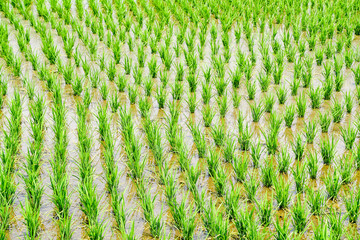 春の水田（千葉県・成田市）