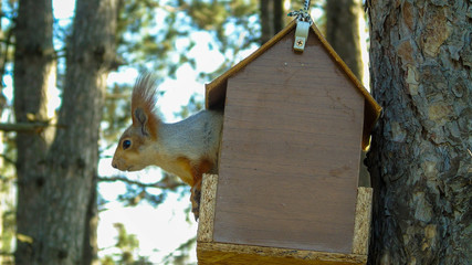 Squirrel